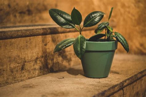 blackjack plant spiritual meaning|Meet 19 Spiritual Plants That Can Remove Negative Energy.